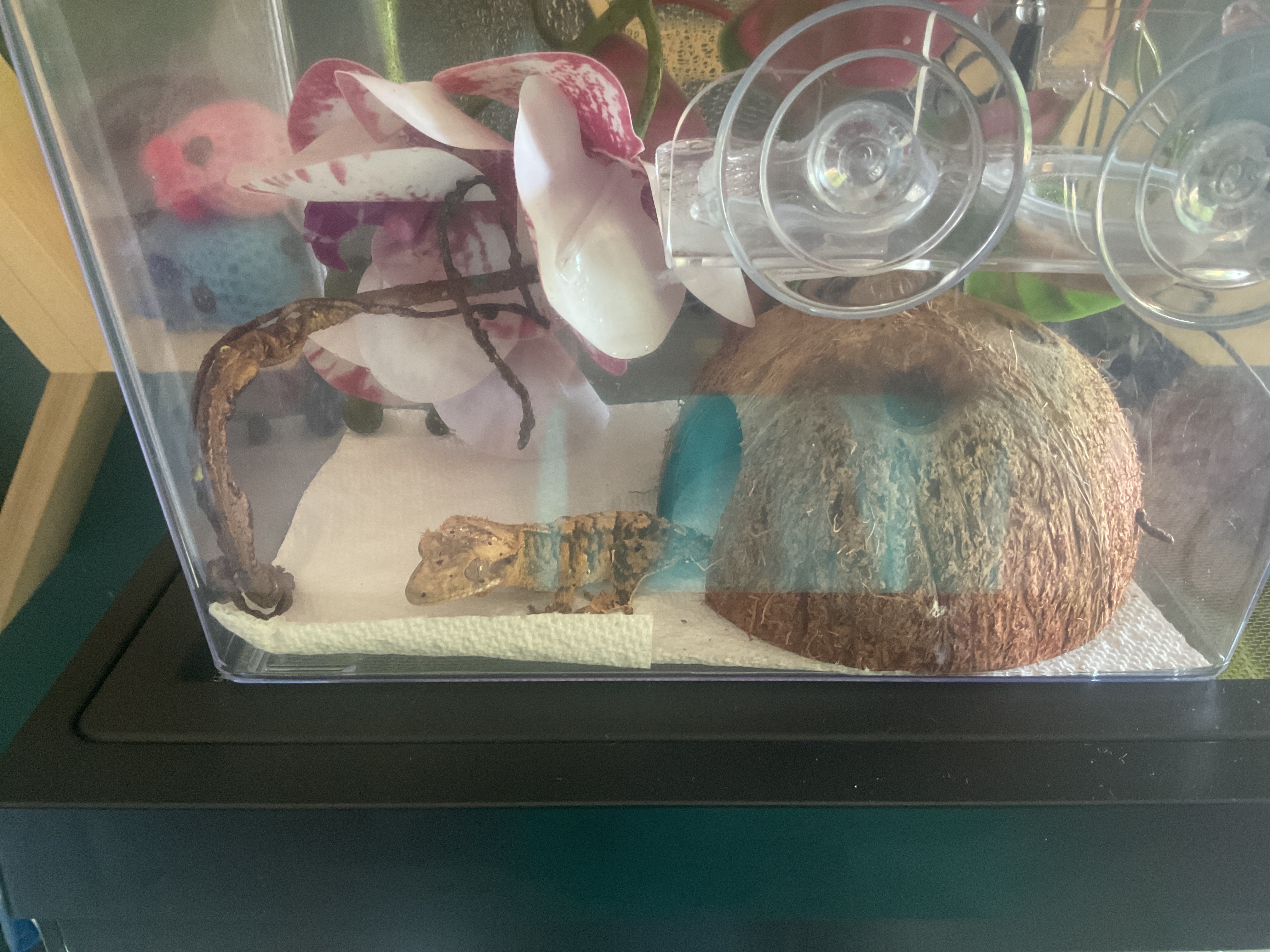 HatchRite | Egg Incubation Supplies | Pangea Reptile - Pangea